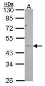 Anti-RPL3 antibody [N1N3] used in Western Blot (WB). GTX101854