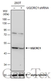 Anti-UQCRC1 antibody [N1N3] used in Western Blot (WB). GTX101862