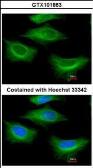 Anti-beta Tubulin 2 antibody [N1C1] used in Immunocytochemistry/ Immunofluorescence (ICC/IF). GTX101863