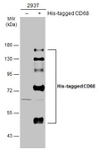 Anti-CD68 antibody used in Western Blot (WB). GTX101866