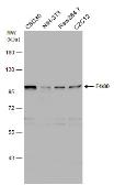 Anti-F4/80 antibody [C2C3], C-term used in Western Blot (WB). GTX101895