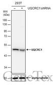 Anti-UQCRC1 antibody used in Western Blot (WB). GTX101896