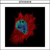 Anti-MPG antibody used in Immunocytochemistry/ Immunofluorescence (ICC/IF). GTX101916