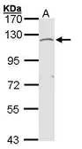 Anti-EXTL3 antibody [N2C2], Internal used in Western Blot (WB). GTX101931