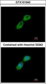 Anti-CKAP1 antibody [N1C3] used in Immunocytochemistry/ Immunofluorescence (ICC/IF). GTX101940