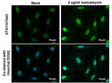 Anti-ATF4 antibody used in Immunocytochemistry/ Immunofluorescence (ICC/IF). GTX101943