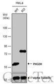 Anti-PHGDH antibody [N3C2], Internal used in Western Blot (WB). GTX101949