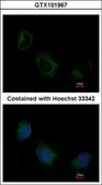 Anti-EIF3F antibody [N1C3] used in Immunocytochemistry/ Immunofluorescence (ICC/IF). GTX101967