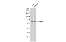 Anti-RAP1 antibody [N2C3] used in Western Blot (WB). GTX101983