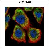 Anti-HAX1 antibody used in Immunocytochemistry/ Immunofluorescence (ICC/IF). GTX101992