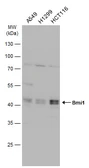 Anti-Bmi1 antibody used in Western Blot (WB). GTX102020