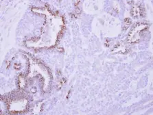 Anti-MCL1 antibody used in IHC (Paraffin sections) (IHC-P). GTX102026