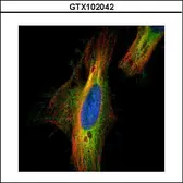 Anti-DIAPH1 antibody [N1N2], N-term used in Immunocytochemistry/ Immunofluorescence (ICC/IF). GTX102042