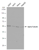 Anti-alpha Tubulin antibody used in Western Blot (WB). GTX102078