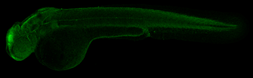 Anti-alpha Tubulin antibody used in IHC (Whole mount) (IHC-Wm). GTX102078