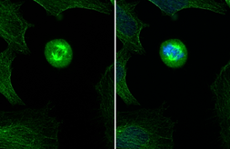 Anti-alpha Tubulin antibody used in Immunocytochemistry/ Immunofluorescence (ICC/IF). GTX102078