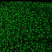 Anti-alpha Tubulin antibody used in IHC (Whole mount) (IHC-Wm). GTX102079