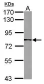Anti-NULP1 antibody used in Western Blot (WB). GTX102097