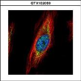 Anti-TRIM27 antibody used in Immunocytochemistry/ Immunofluorescence (ICC/IF). GTX102098