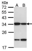 Anti-Prohibitin 2 antibody used in Western Blot (WB). GTX102100