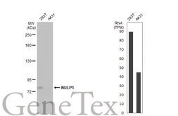 Anti-NULP1 antibody [C1C3] used in Western Blot (WB). GTX102102