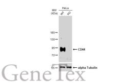 Anti-CD44 antibody used in Western Blot (WB). GTX102111