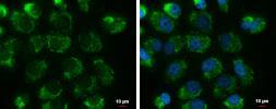 Anti-UQCRFS1 antibody [N1C3] used in Immunocytochemistry/ Immunofluorescence (ICC/IF). GTX102150