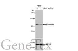 Anti-RanBP16 antibody [C2C3], C-term used in Western Blot (WB). GTX102166