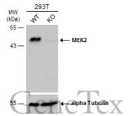 Anti-MEK2 antibody used in Western Blot (WB). GTX102186
