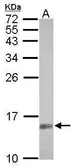 Anti-SUMO2 + SUMO3 antibody used in Western Blot (WB). GTX102190