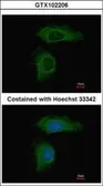 Anti-PPP2R1A antibody used in Immunocytochemistry/ Immunofluorescence (ICC/IF). GTX102206