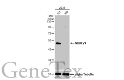 Anti-NDUFV1 antibody [N3C3] used in Western Blot (WB). GTX102209