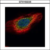 Anti-ERP29 antibody used in Immunocytochemistry/ Immunofluorescence (ICC/IF). GTX102225