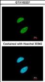 Anti-KAP1 antibody [N1N2], N-term used in Immunocytochemistry/ Immunofluorescence (ICC/IF). GTX102227