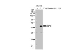 Anti-XBP1 antibody [N3C3] used in Western Blot (WB). GTX102229