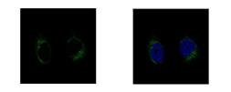 Anti-GCP2 antibody [N1N2], N-term used in Immunocytochemistry/ Immunofluorescence (ICC/IF). GTX102281