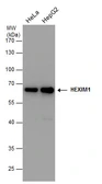 Anti-HEXIM1 antibody [N1C1] used in Western Blot (WB). GTX102283