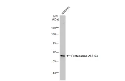 Anti-Proteasome 26S S3 antibody [N1N3] used in Western Blot (WB). GTX102290
