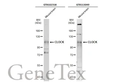 Anti-CLOCK antibody [C2C3], C-term used in Western Blot (WB). GTX102318
