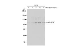 Anti-CLOCK antibody [C2C3], C-term used in Western Blot (WB). GTX102318