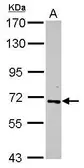 Anti-RelB antibody used in Western Blot (WB). GTX102332