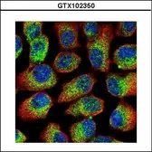 Anti-Calpain 1 antibody used in Immunocytochemistry/ Immunofluorescence (ICC/IF). GTX102350