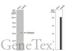 Anti-Perforin antibody [N1N3] used in Western Blot (WB). GTX102379