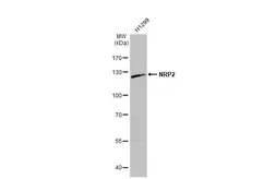 Anti-NRP2 antibody [N2N3] used in Western Blot (WB). GTX102397