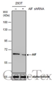 Anti-AIF antibody [N1N2], N-term used in Western Blot (WB). GTX102399