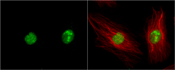 Anti-DAP Kinase 3 antibody used in Immunocytochemistry/ Immunofluorescence (ICC/IF). GTX102404