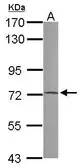 Anti-PRODH antibody [N1N3] used in Western Blot (WB). GTX102416