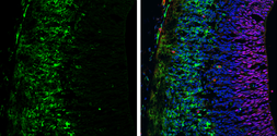 Anti-Tyrosine Hydroxylase antibody [N1C1] used in IHC (Frozen sections) (IHC-Fr). GTX102424