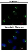 Anti-Bag1 antibody [N3C3] used in Immunocytochemistry/ Immunofluorescence (ICC/IF). GTX102433