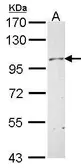 Anti-Neuropilin 1 antibody [C1C3] used in Western Blot (WB). GTX102473